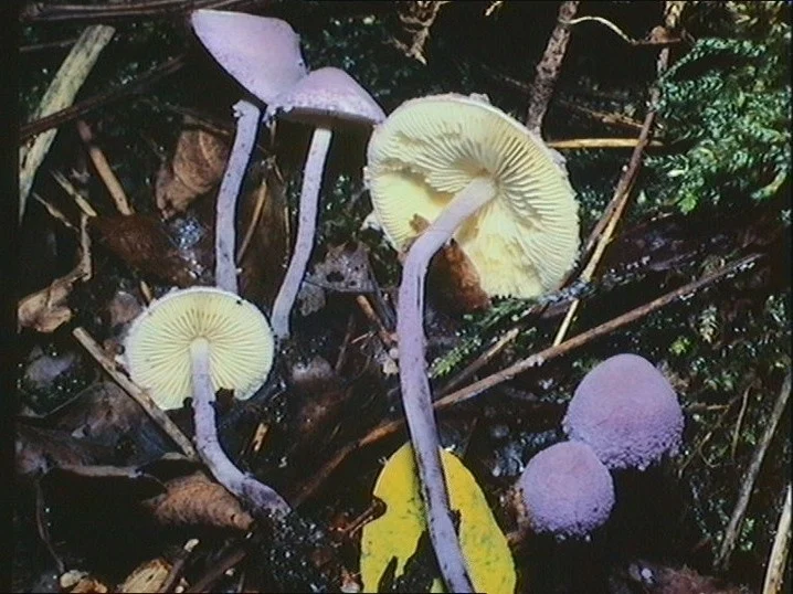 Cystolepiota bucknallii