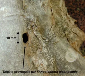 Degats Anoplophora Glabripennis