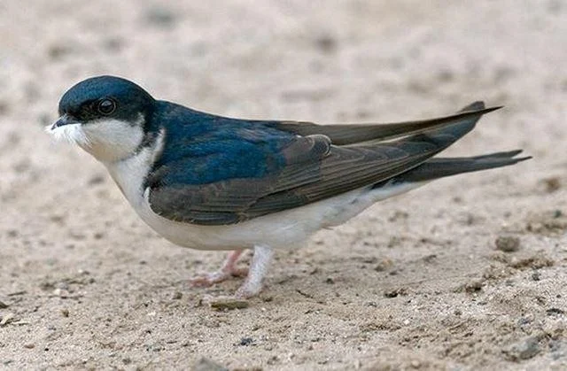 Delichon urbicum