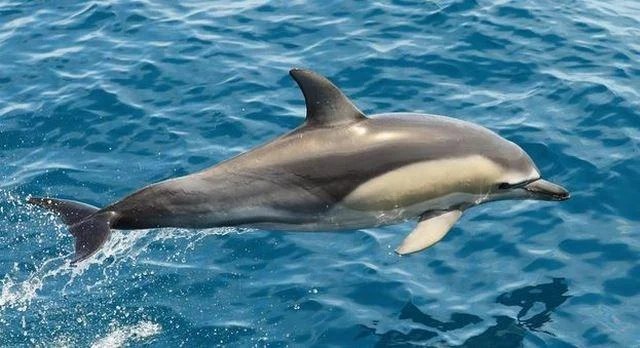 Delphinus delphis