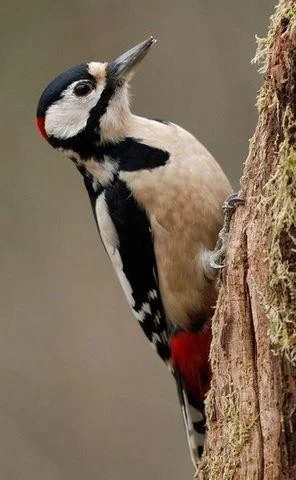 Dendrocopos major