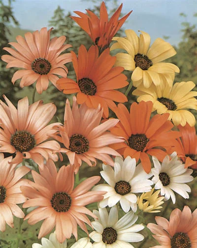 Dimorphotheca Aurantiaca