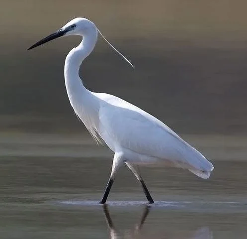 Egretta garzetta