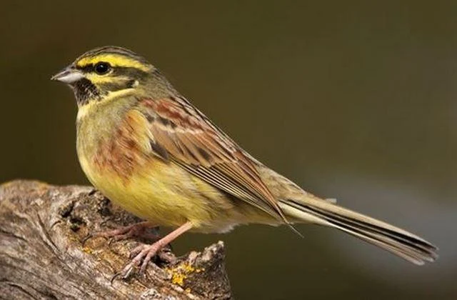 Emberiza cirlus