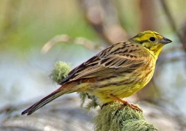 Emberiza citrinella