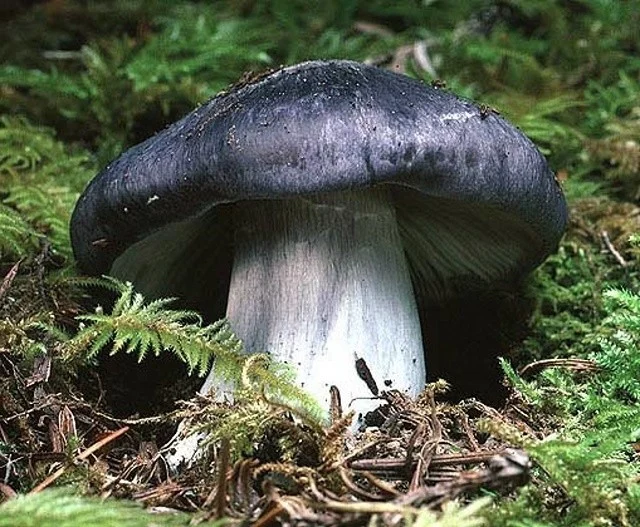 Entoloma bloxamii
