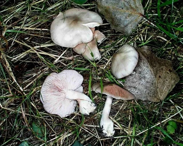 Entoloma pseudoexcentricum