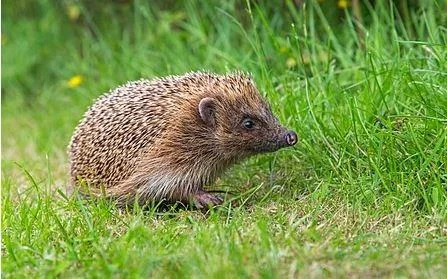 Erinaceus europaeus