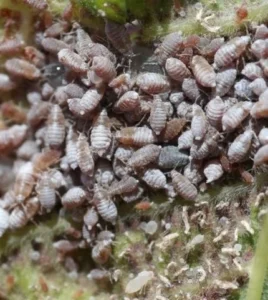 Eriosoma Lanigerum