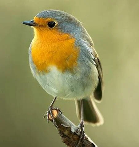 Erithacus rubecula