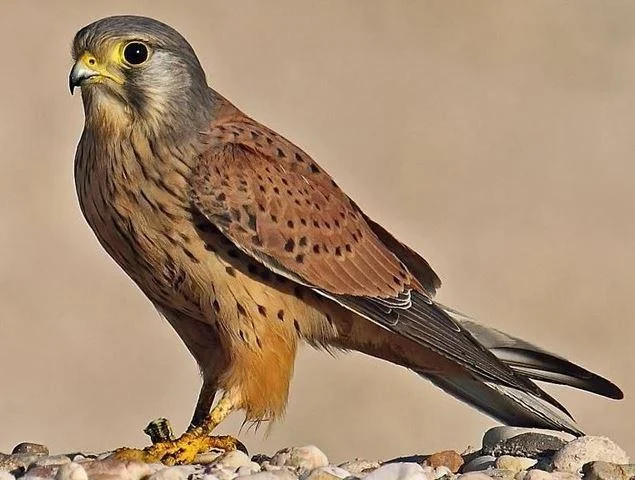 Falco tinnunculus