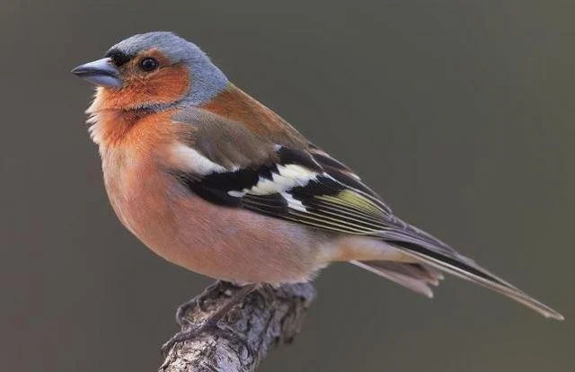 Fringilla coelebs