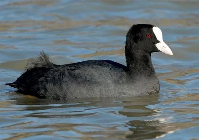 Fulica atra