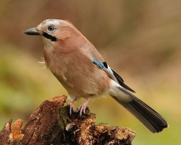 Garrulus glandarius