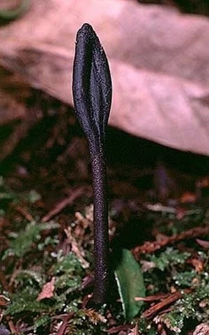 Geoglossum fallax