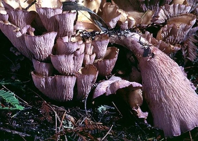 Gomphus clavatus