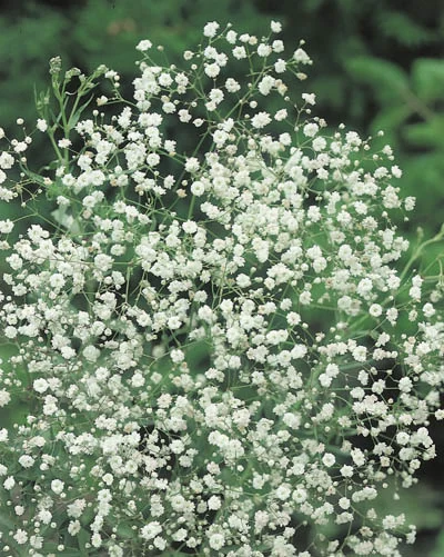 Gypsophila Paniculata