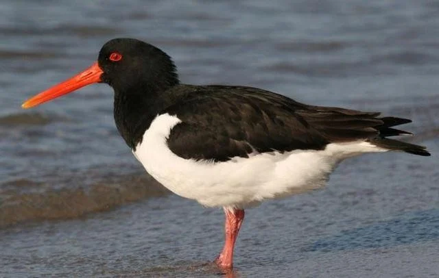 Haematopus ostralegus