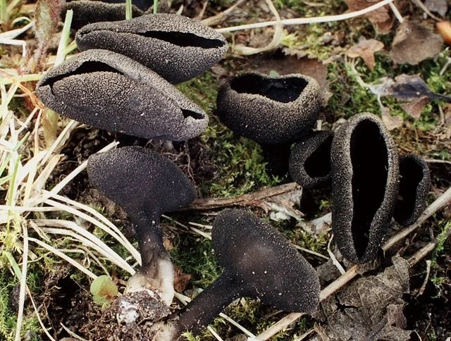Helvella corium