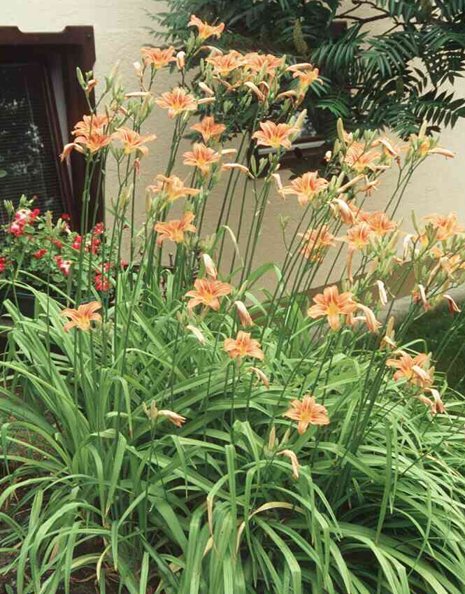 hemerocallis