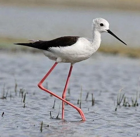 Himantopus himantopus