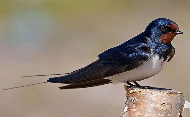 Hirundo rustica