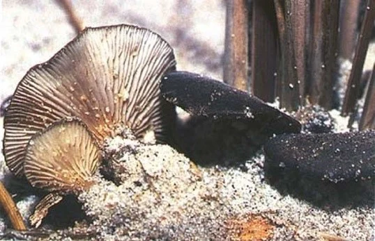 Hohenbuehelia culmicola