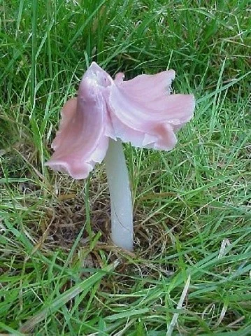 Hygrocybe calyptriformis