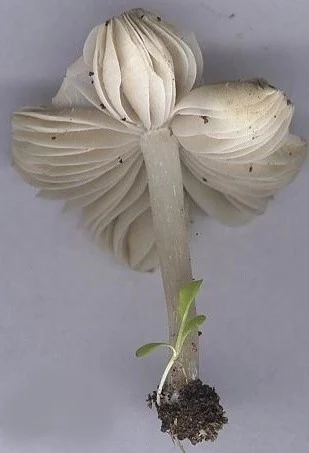Hygrocybe fornicata