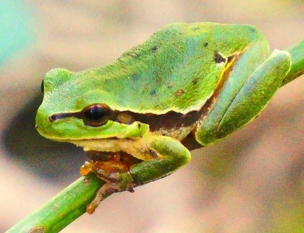 Hyla arborea