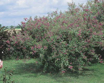 Indigofera gerardiana