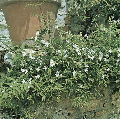 Jasminum officinale