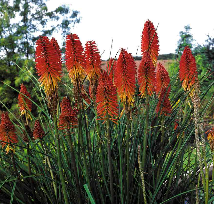 kniphofia-tritoma