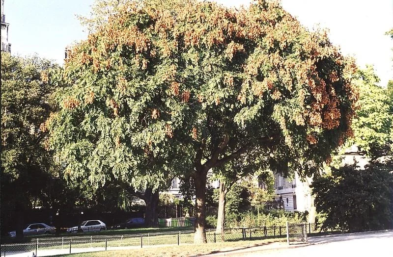 Koelreuteria paniculata