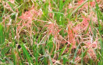 Laestisaria Fuciformis