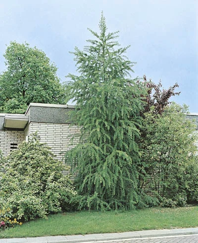 Larix kaempferi