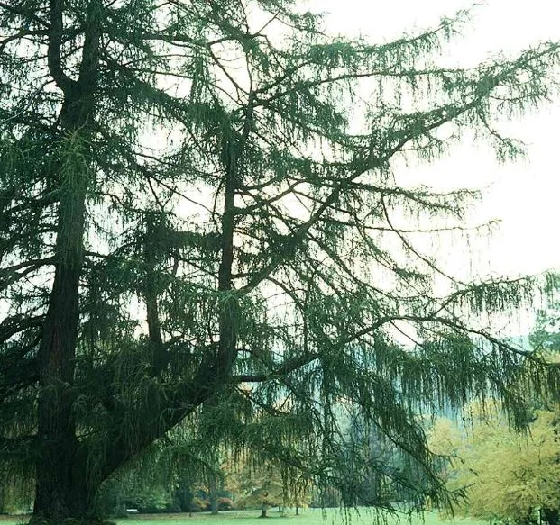 Larix leptolepis