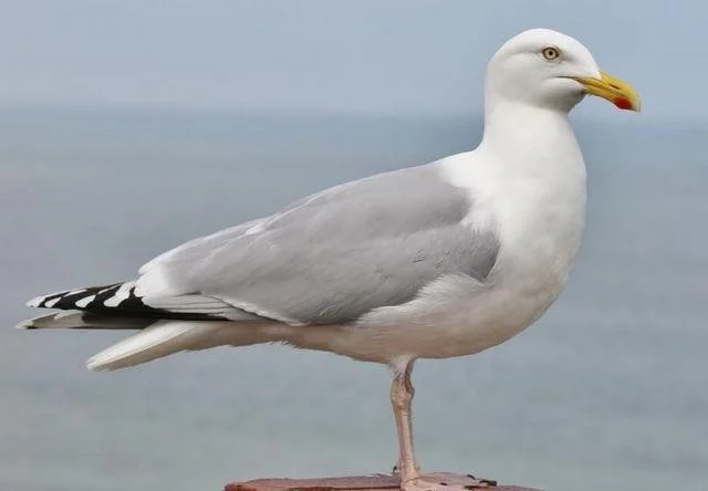 Larus argentatus