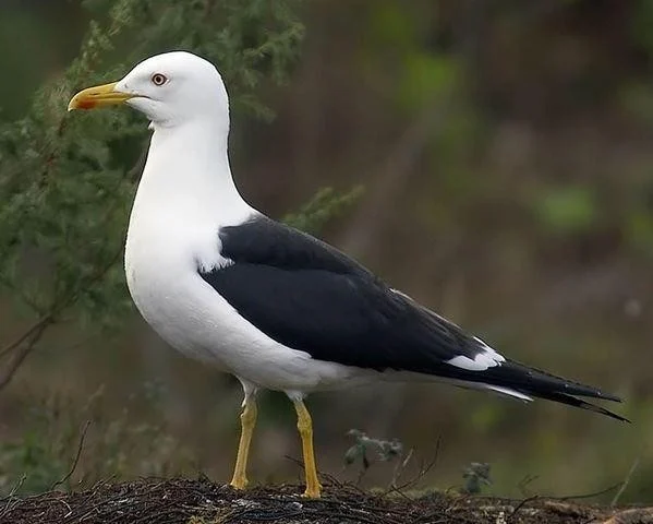 Larus fuscus