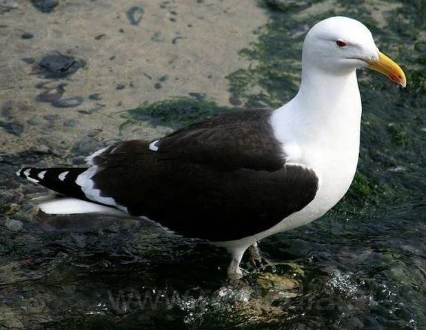 Larus marinus
