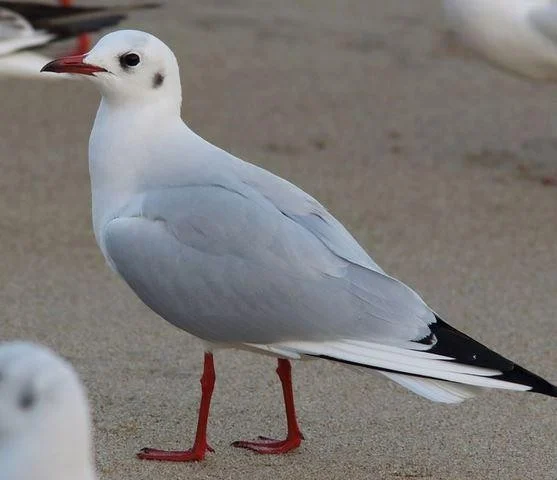 Larus ridibundus