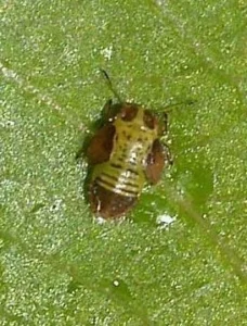 Larve Cacopsylla Pyri