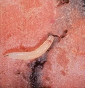 Larve Chamaepsila Rosae