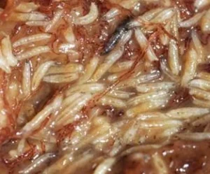 Larve Drosophila Suzukii