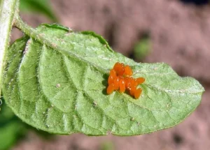 Larve Leptinotarsa Decemlineata