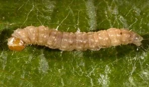 Larve Lobesia Botrana