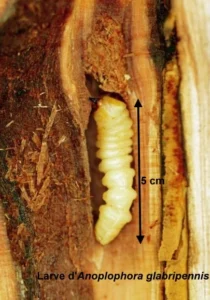 Larve Anoplophora Glabripennis