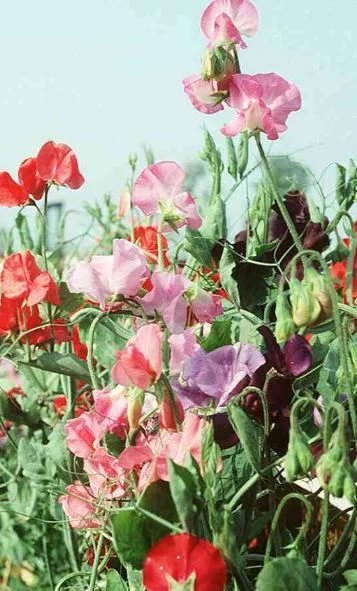 Lathyrus odoratus