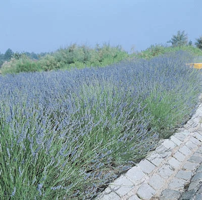 Lavandula angustifolia