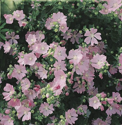 Lavatera thuringiaca